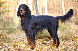 Gordon Setter