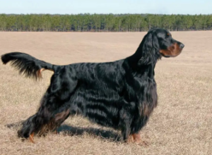 Gordon Setter