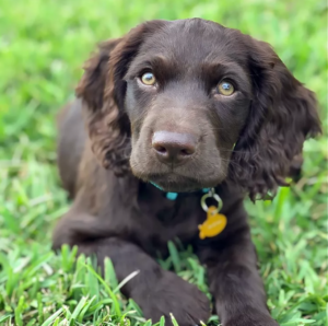 Boykin Spaniel