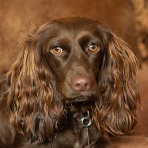 Boykin Spaniel