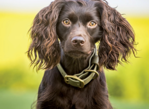 Boykin Spaniel