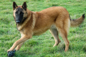 Belgian Malinois