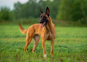 Belgian Malinois