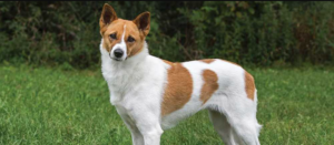 Canaan Dog