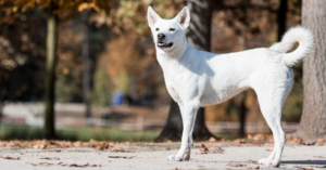 Canaan Dog