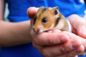 Hamster