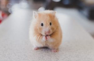 Hamster