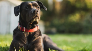 Cane Corso Lab Mix - Labrador Corso