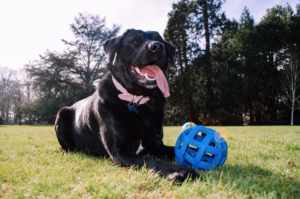 Cane Corso Lab Mix - Labrador Corso