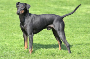 Manchester Terrier