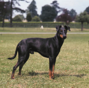 Manchester Terrier